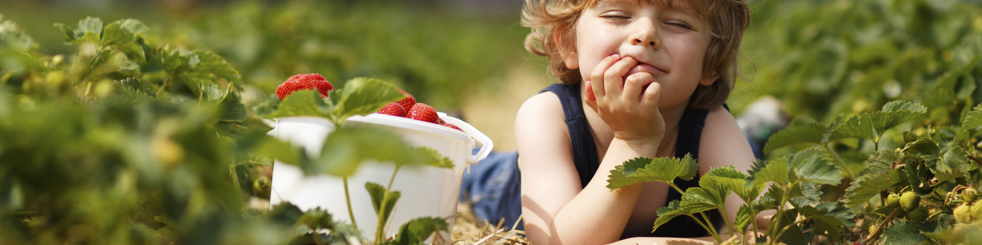 Little boy, picking strawberries, farm