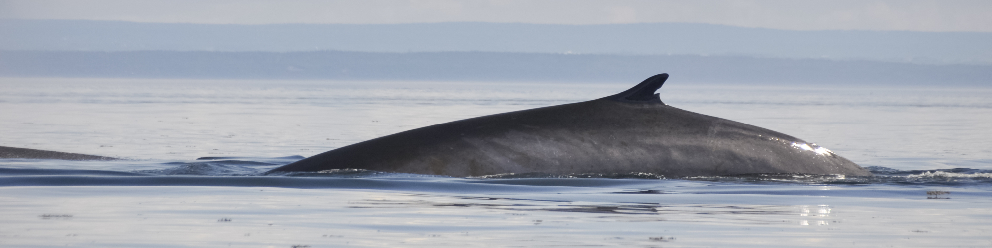 Whale, cruise, Gaspé Peninsula